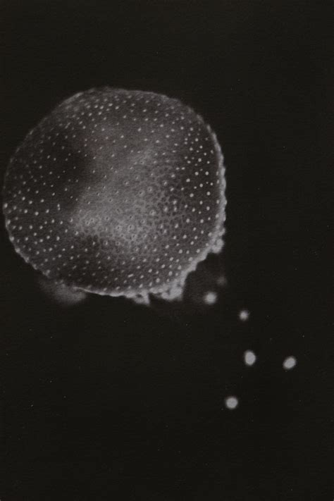 Grooming trends suggest a new variation of the classic vandyke beard 11