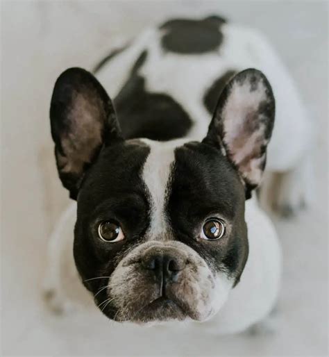 French Bulldog History: From The 18th Century To Now