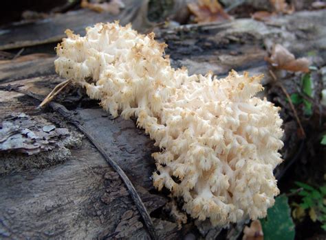 Коралловый Гриб Фото И Описание Рецепт – Telegraph