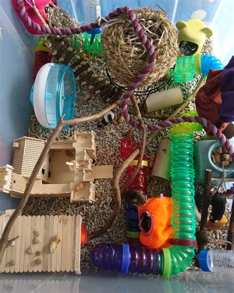 Mice are coprophagic rodents. This means that they eat their faeces to