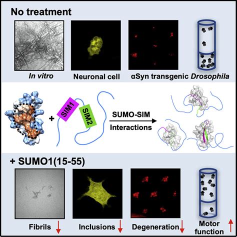 A Sumo Derived Peptide Targeting Sumo Interacting Motif Inhibits