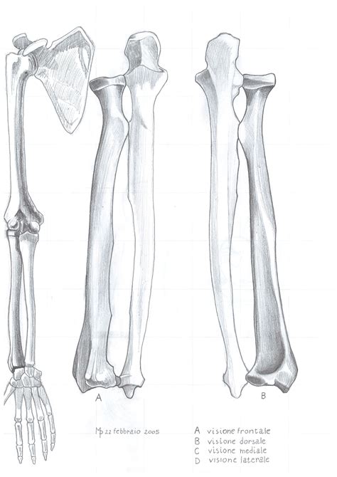 Radius And Ulna Joint at Roger Pettigrew blog