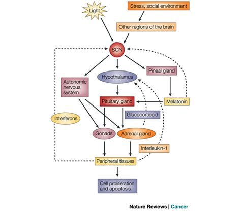 The Circadian Clock Controls Cell Proliferation And Apoptosis At The