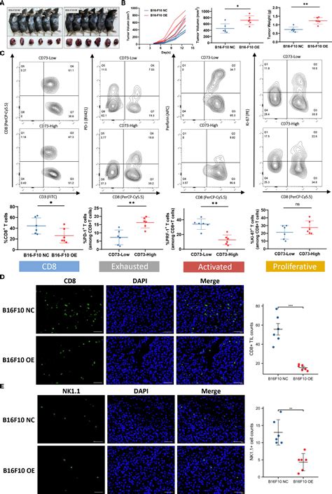 Frontiers Intratumoral CD73 An Immune Checkpoint Shaping An