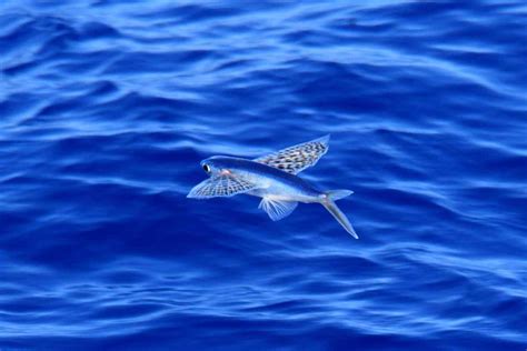 11 Jumping Facts About the Flying Fish - Factopolis