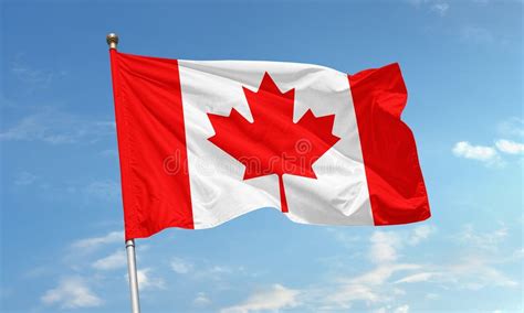 canadian national flag  red maple leaf waving stock photo image