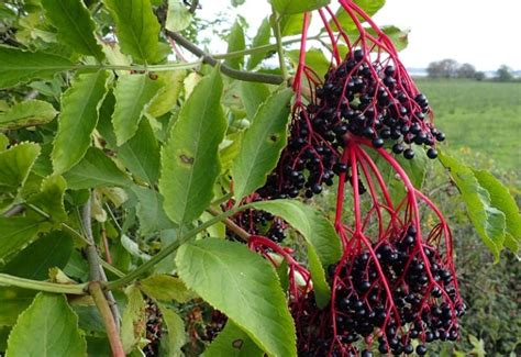 14 Best Elderberry Bush Varieties To Grow In Your Landscape