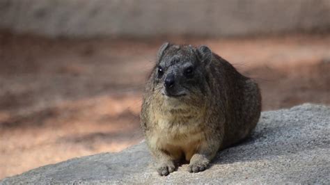 Damán Roquero Procavia Capensis En Bioparc Valencia Youtube