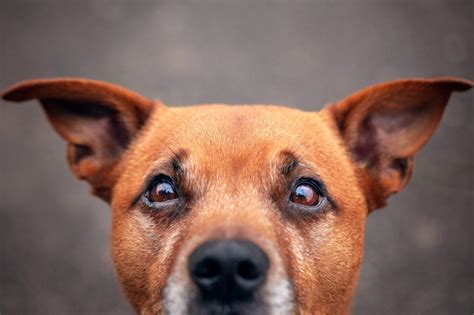 What Your Dogs Ear Position Means