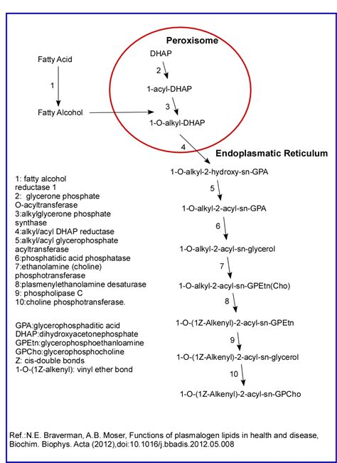 Plasmalogens; Phosphatidal Compounds