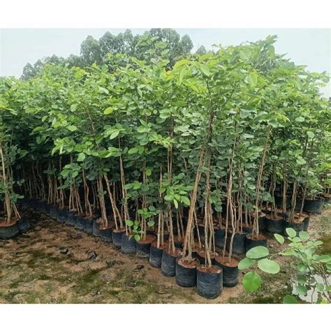 Green Pterocarpus Santalinus Red Sandalwood Plant For Plantation