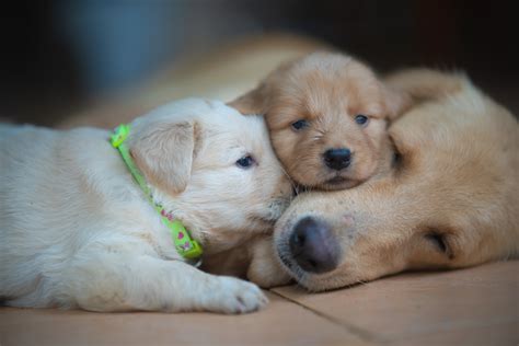 Little Puppies Golden Retriever