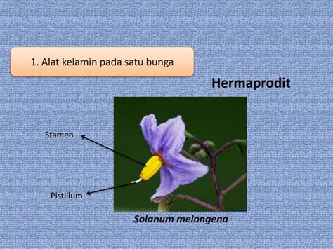 Ppt Morfologi Tumbuhan Jenis Dan Bagian Bunga Ppt