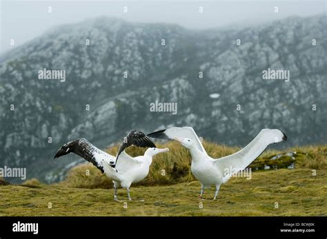 Wandering Albatross Diomedea Exulans Courtship Dance Bird Island