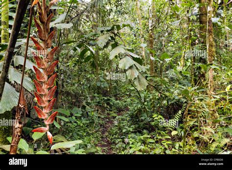 Red heliconia in tropical rainforest High Resolution Stock Photography ...