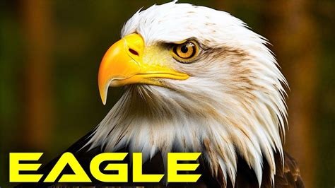 Top 10 Mind Blowing Abilities Of Eagles You Didn T Know About YouTube