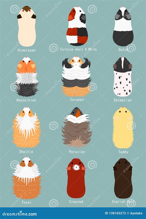 Breeds of guinea pig stock vector. Illustration of full - 138165272