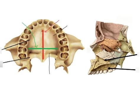 Palatum osseum Diagram | Quizlet