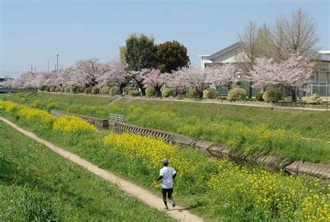 佐奈川堤豊川市の桜並木 満開！！ スズメの足跡 New写真