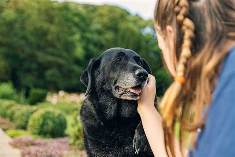 Tumores Cerebrales En Perros Tipos Síntomas Y Tratamiento Mivet