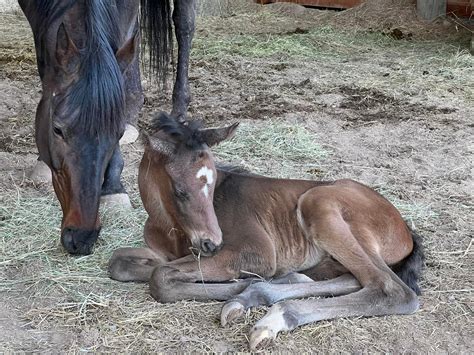 how to make saddles 4