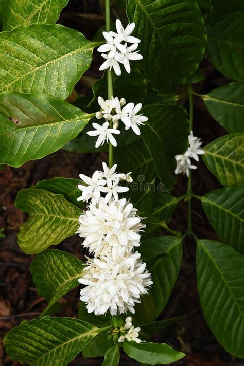 Coffee Tree Blossom With White Color Flower Stock Photo - Image of nature, fresh: 64609406