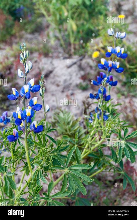 Lupinus Mutabilis Especie De Chocho Cultivada En Los Andes