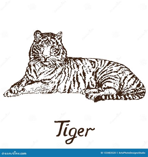 Tiger Lying Hand Drawn Doodle Stock Vector Illustration Of Doodle