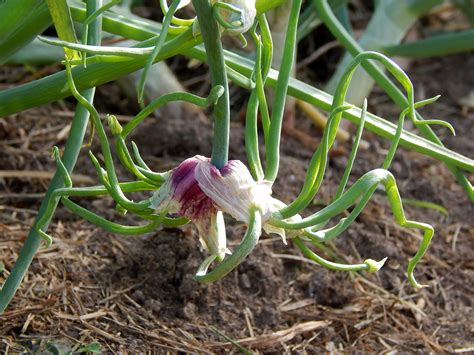 Egyptian Walking Onion Tree Onion