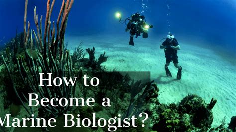 How To Become A Marine Biologist