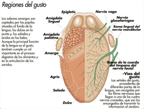 Sentido del gusto - El sistema nervioso