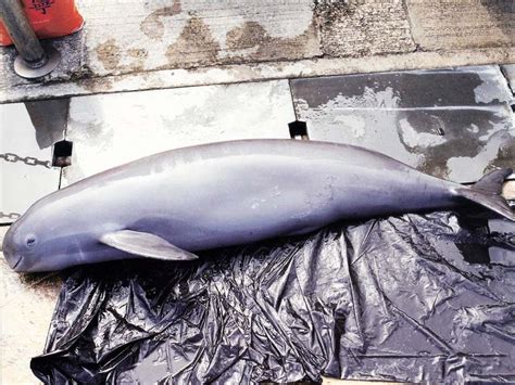 Finless Porpoise - Hong Kong Dolphin Conservation Society