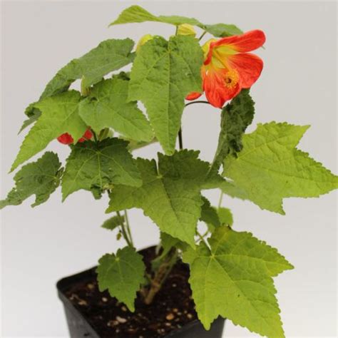 Abutilon Lucky Lantern Tangerine Flowering Maple