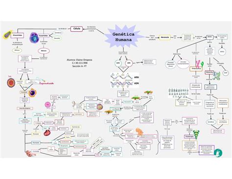 Gen Tica Humana Ela Fisiotec Resumenes Udocz