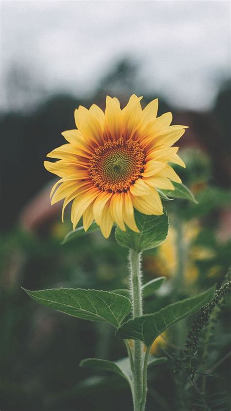 Super Pretty Sunflower : r/sunflowers