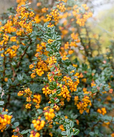 Most Popular Landscaping Shrubs at Cynthia Connor blog