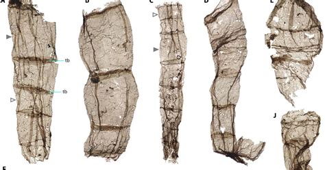 163 Billion Year Old Fossil May Rewrite The History Of Multicellular Life