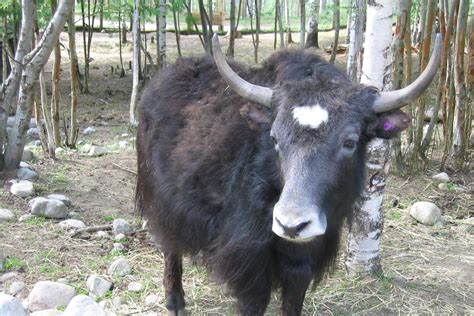 Pin By Jim Durham On Mongolia 2 Cattle Breeds Breeds Protected