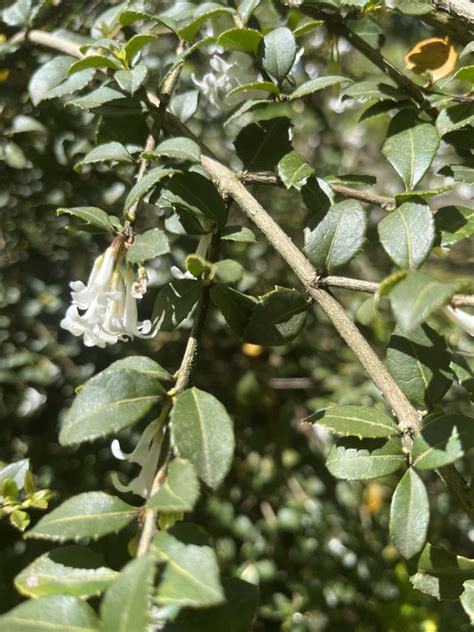 Osmanthus delavayi - Xera Plants