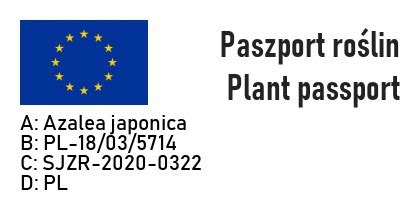 Azalia japońska HOT SHOT VARIEGATA