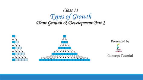 Arithmetic And Geometric Growth In Plants Plant Growth And Development Biology Class 11 Neet