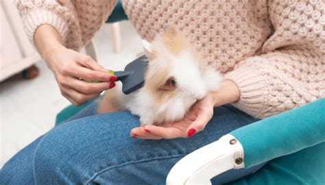 remove matted rabbit fur whyrabbitscom