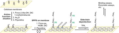 Histones At The Crossroads Of Peptide And Protein Chemistry Chemical