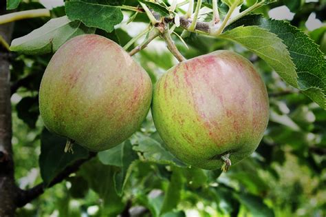 Applesbloom Red Prince® Apple