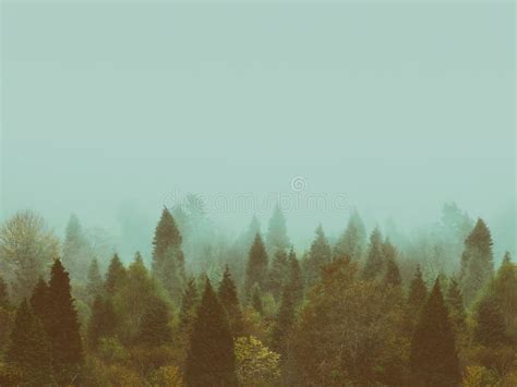 Background of Vintage Forest in Autumn with Copyspace Stock Image ...