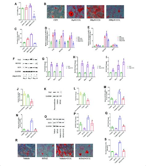 Ccg Targeted Taz To Facilitate Osteogenic Differentiation Of Bmscs In