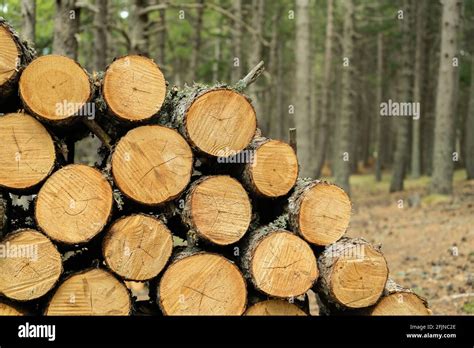 Timber Forest Hi Res Stock Photography And Images Alamy