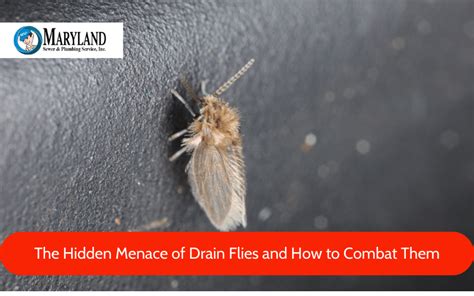 The Hidden Menace Of Drain Flies And How To Combat Them Maryland Sewer And Plumbing Service Inc