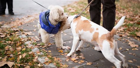 How Do You Introduce A Dog To Another Dog