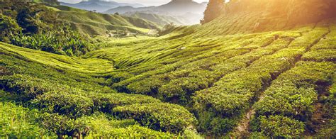 Cameron Highlands Luxury Holidays And Hotels 202425